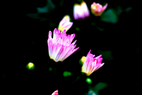 菊花