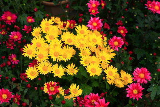 菊花