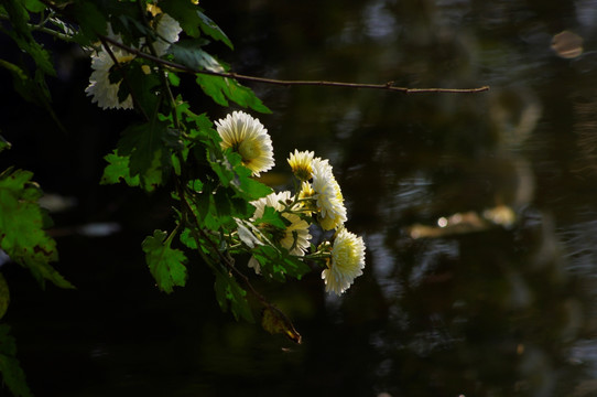 菊花