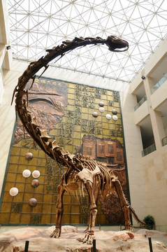 恐龙化石  骨骼