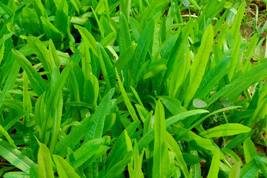 油麦 油麦菜