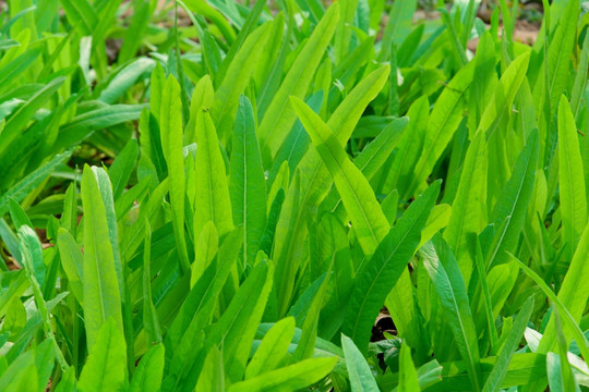 油麦 油麦菜