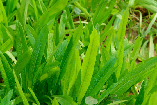 油麦 油麦菜