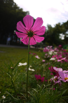 波斯菊