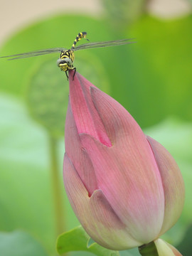 蜻蜓点荷