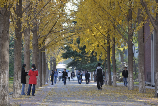 北京交通大学银杏树