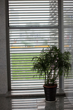 窗台 竹子 植物 铁树 绿植