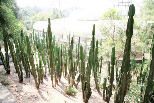 沙生植物仙人掌