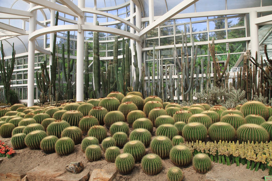 沙生植物金琥