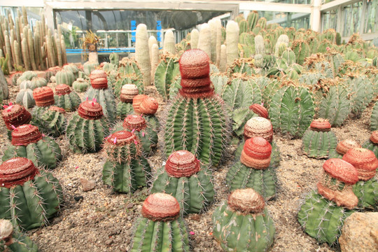 沙生植物红色开花仙人球