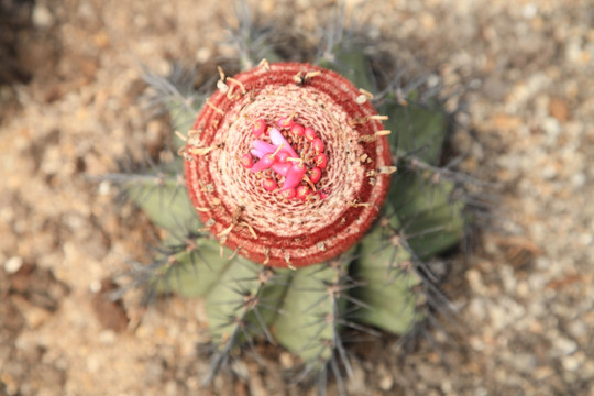 沙生植物红色开花仙人球