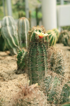 沙生植物开花仙人球