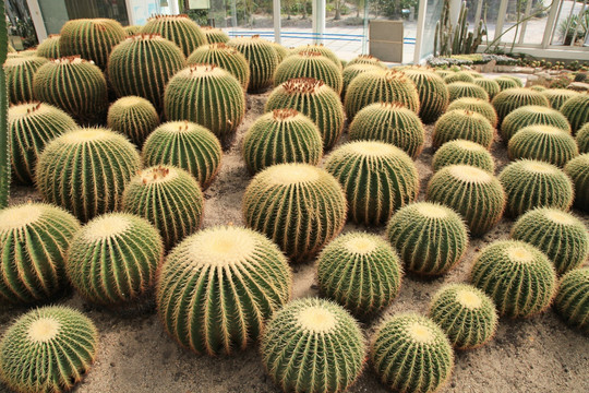 沙生植物金琥