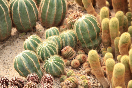 沙生植物仙人球