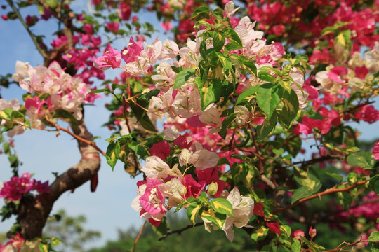 花簇特写