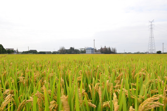 麦田