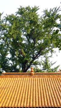 寺庙屋顶和银杏树