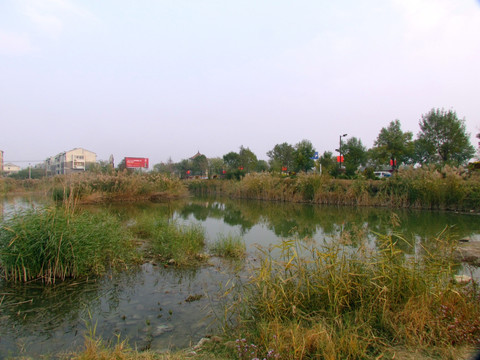 城中湿地