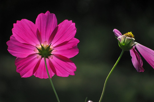 波斯菊