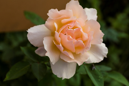 玫瑰花