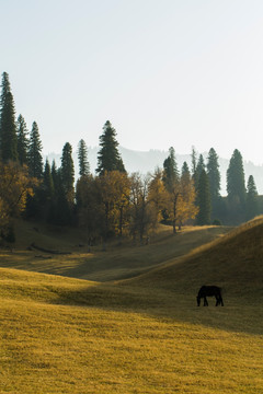 草原牧场