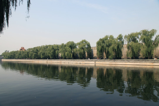 湖边垂柳