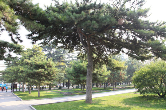 松树