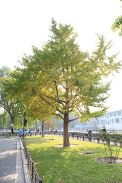 大树
