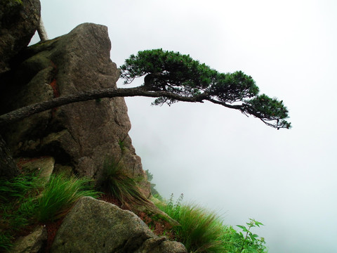 黄山风光 松树