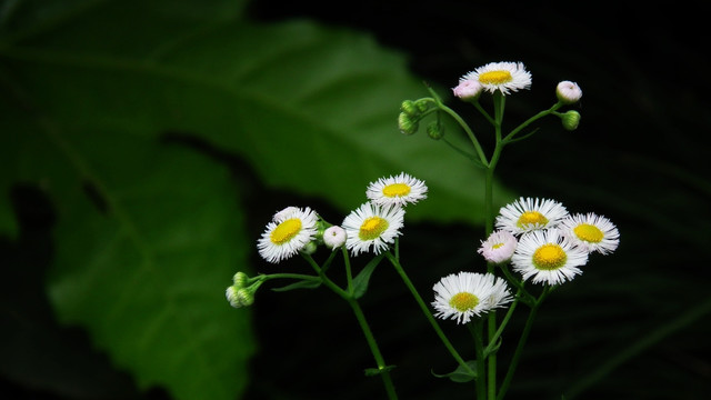 植物花卉