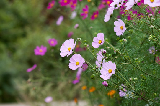 格桑花