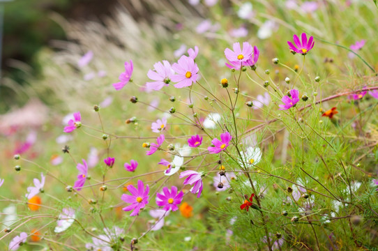 格桑花