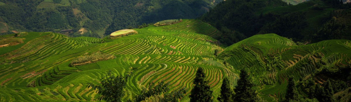 龙脊梯田全景图