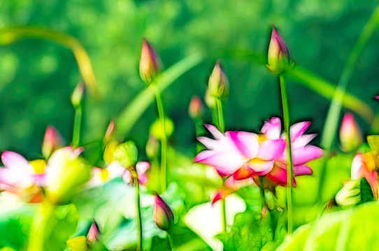 荷花