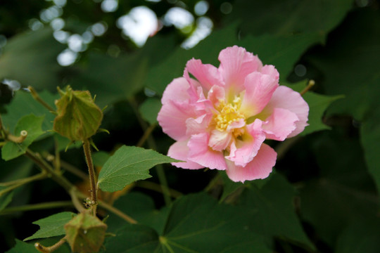 木槿花