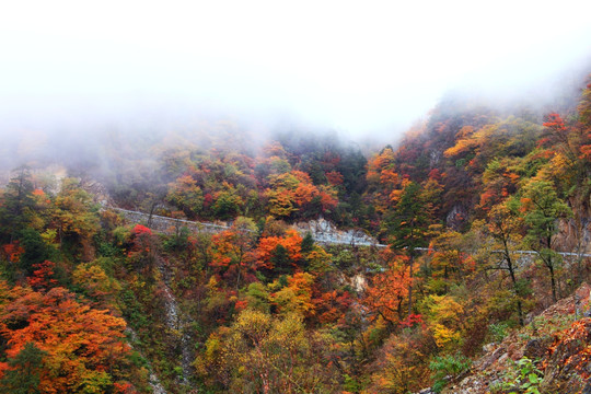 满山红遍