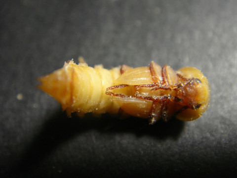黄粉虫蛹