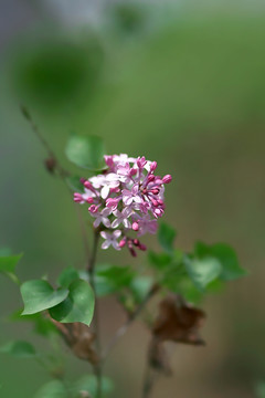 花卉