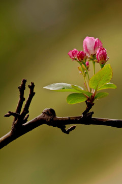 梨花的花蕾