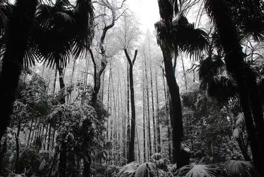 雪景