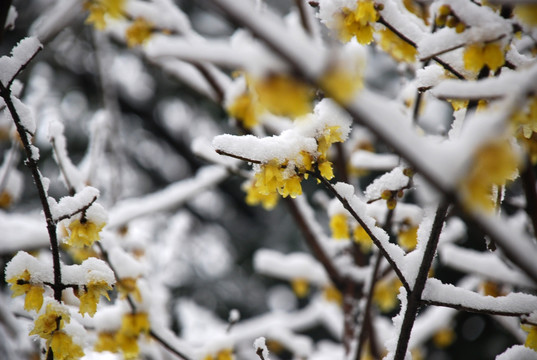 腊梅傲雪