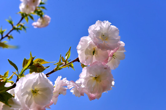 樱花烂漫