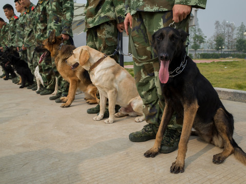 搜救犬