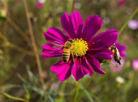 格桑花