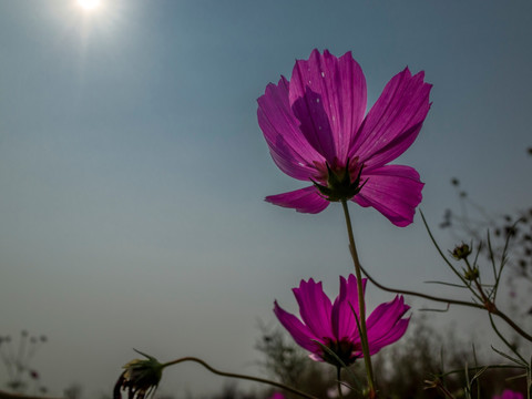 阳光下的格桑花