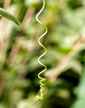 卷曲的植物幼芽