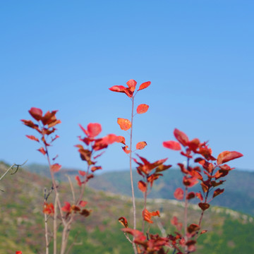 香山红叶美