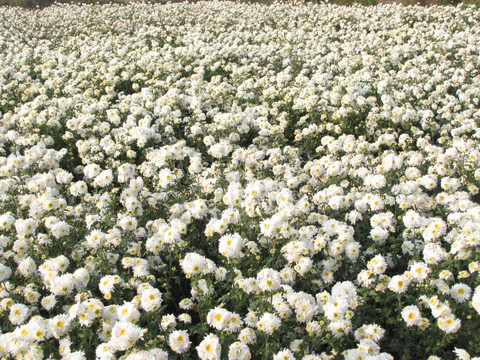 滁州贡菊种植田园