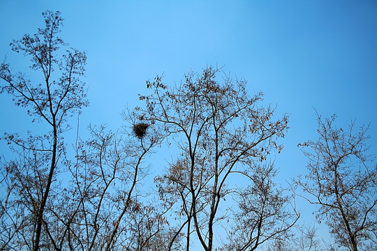 大树鸟窝天空