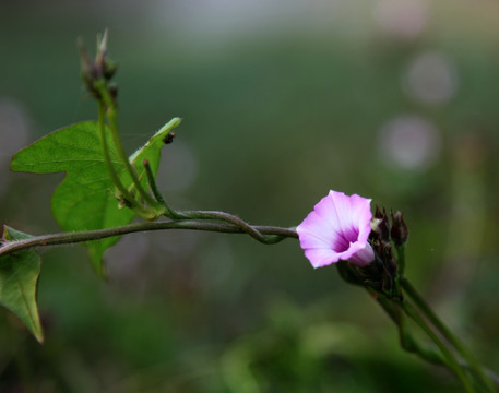 盛开的打碗花